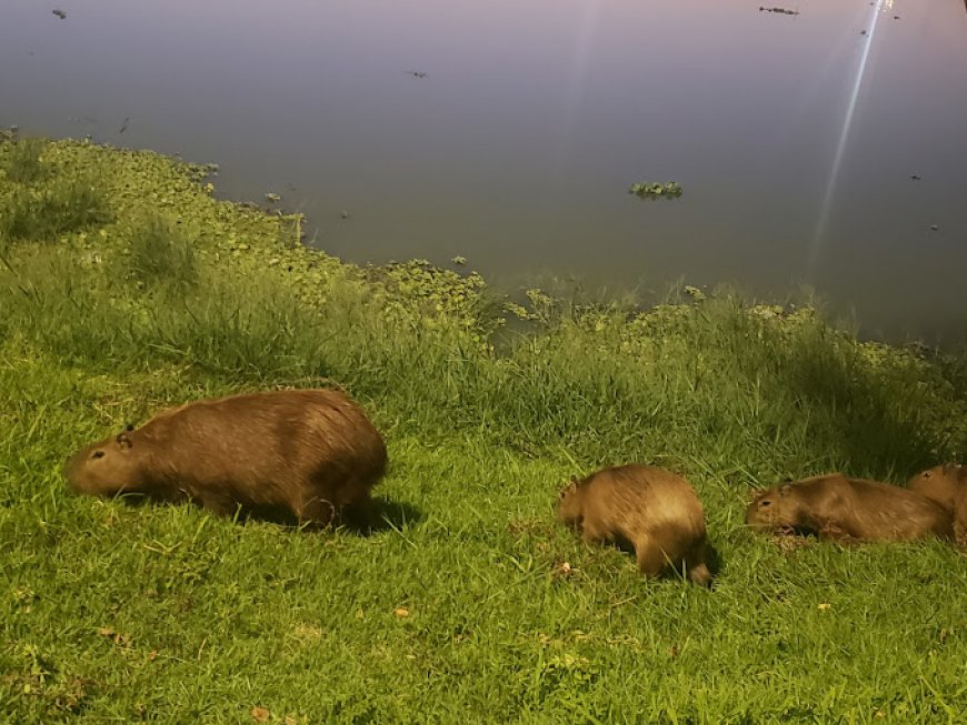 Conheça o Parque das Águas