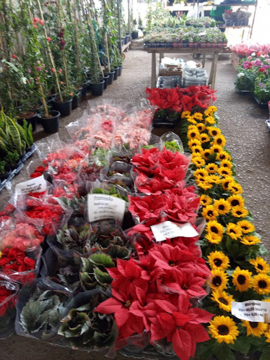 Visita ao CEAGESP Sorocaba: Cores e Sabores Locais